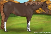 Horse Color:Liver Chestnut 