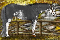 Horse Color:Black Sabino 