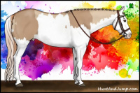Horse Color:Red Dun Splash  and Red Dun Splash 