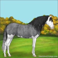 Horse Color:Blue Roan Splash 