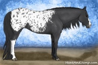 Horse Color:Blue Roan Appaloosa 