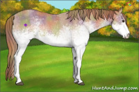 Horse Color:Nacre White Spotted Chestnut Rabicano