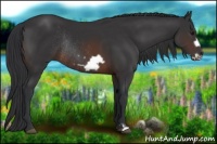 Horse Color:Brown Frame Rabicano 