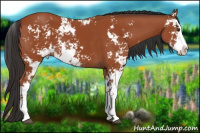 Horse Color:Bay Sabino