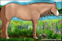 Horse Color:Gold Champagne