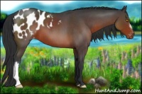 Horse Color:Brown Roan Appaloosa 