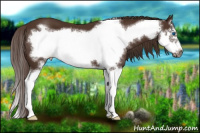 Horse Color:Liver Chestnut Splash Frame
