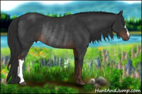 Horse Color:Liver Chestnut Rabicano