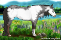 Horse Color:Liver Red Roan Frame 