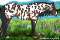 Horse Color:Brown Near Leopard 