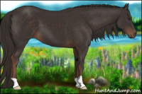 Horse Color:Liver Chestnut 
