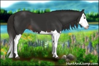 Horse Color:Liver Chestnut Splash