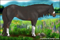 Horse Color:Liver Chestnut 