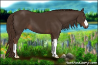 Horse Color:Liver Chestnut 