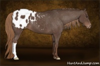 Horse Color:Liver Chestnut Appaloosa