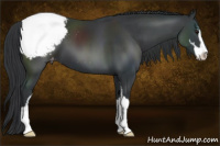 Horse Color:Black Sabino Appaloosa
