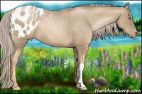 Horse Color:Chocolate Palomino Pearl Appaloosa 