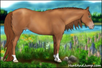 Horse Color:Gray Gold Champagne