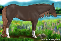 Horse Color:Liver Chestnut 