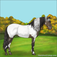 Horse Color:White Spotted Smoky Grullo Appaloosa