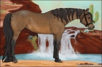 Horse Color:Buckskin 