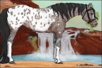 Horse Color:Brown Ice Appaloosa 