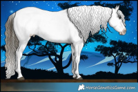 Horse Color:Buckskin Appaloosa 