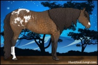 Horse Color:Buckskin Appaloosa 