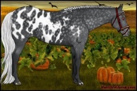 Horse Color:Silver Black Chinchilla Sabino Appaloosa 