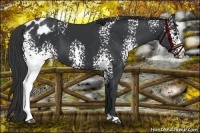 Horse Color:White Spotted Black Varnish 