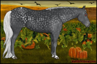 Horse Color:Silver Black Chinchilla Appaloosa 