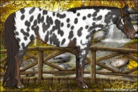 Horse Color:Liver Red Roan Appaloosa