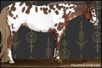 Horse Color:Liver Chestnut Frame Appaloosa 