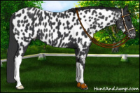 Horse Color:Black Appaloosa