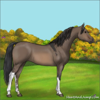 Horse Color:Brown Dun 