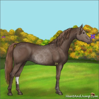 Horse Color:Liver Chestnut 