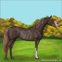 Horse Color:Liver Chestnut Rabicano