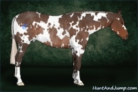 Horse Color:White Spotted Liver Chestnut Rabicano 
