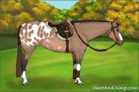 Horse Color:Bay Dun Appaloosa Brindle 