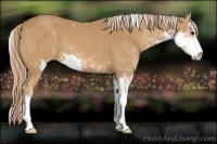 Horse Color:Chestnut Sabino 