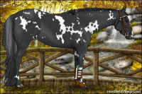 Horse Color:White Spotted Black