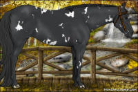 Horse Color:White Spotted Black 