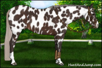 Horse Color:Silver Brown Near Leopard 
