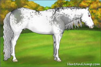 Horse Color:White Spotted Silver Brown Chinchilla 