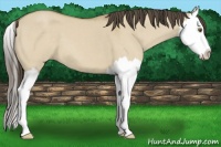 Horse Color:Classic Cream Champagne Dun Splash 