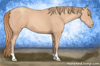 Horse Color:Gold Champagne