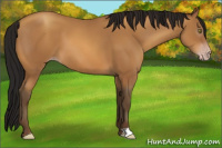 Horse Color:Gray Amber Champagne