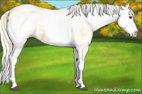 Horse Color:White Spotted Palomino Splash 