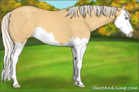 Horse Color:Gold Cream Champagne Splash 