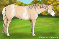 Horse Color:White Spotted Gold Champagne